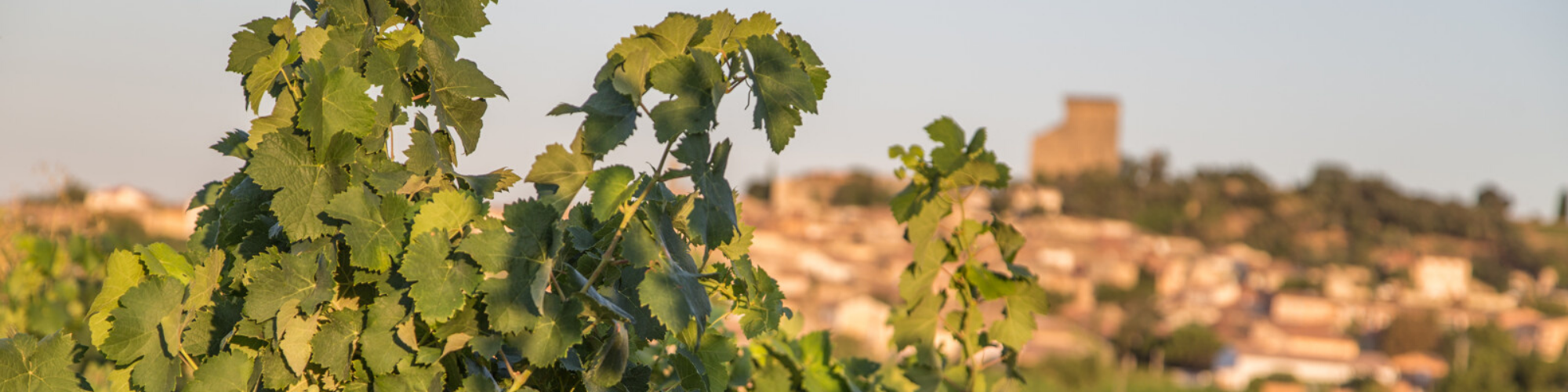 Châteauneuf-du-Pape